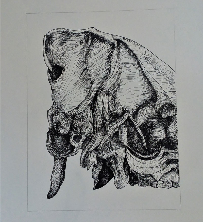 Pig